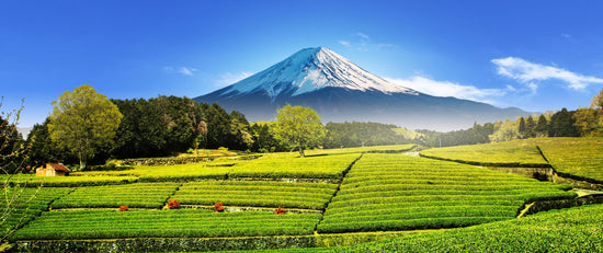 Japanse groene thee: een vergelijking tussen Saemidori en Yabukita