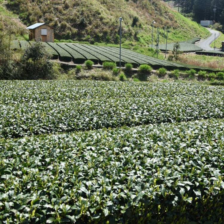 Theevelden met Sencha Saemidori First Flush uit Kakegawa.