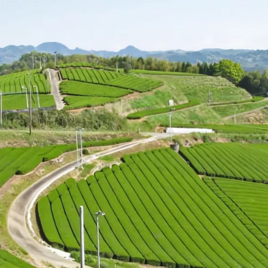 Yame Dento Hon Gyokuro 1st Flush Saemidori