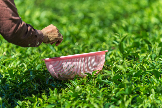 Japanse groene thee Tamaryokucha Sae uit Sonogi