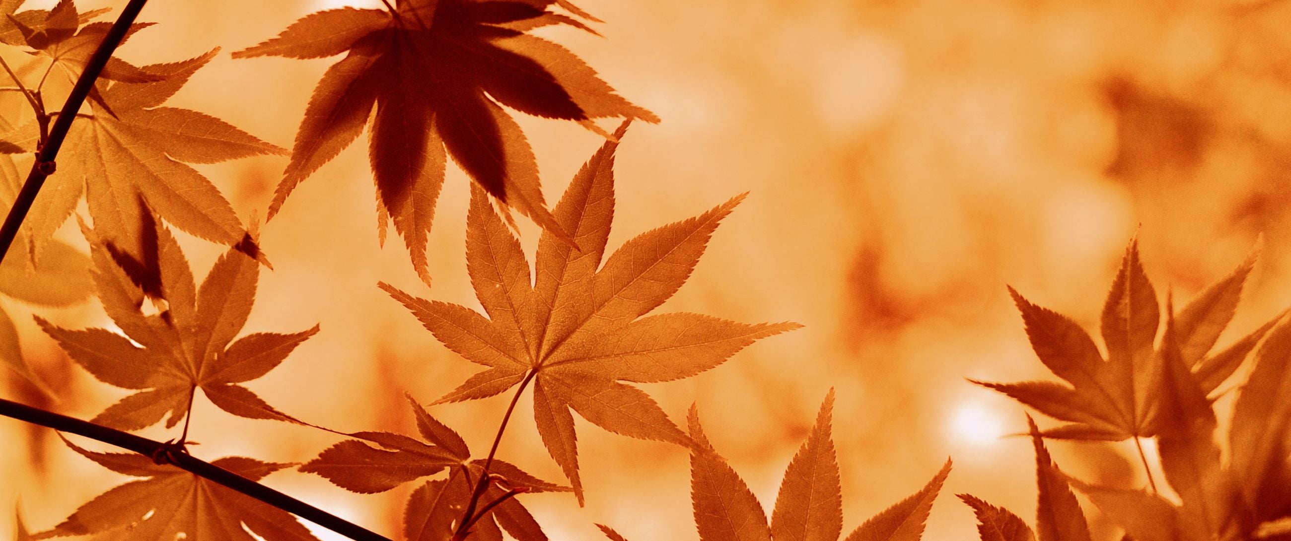 7 tips voor een heerlijke herfst