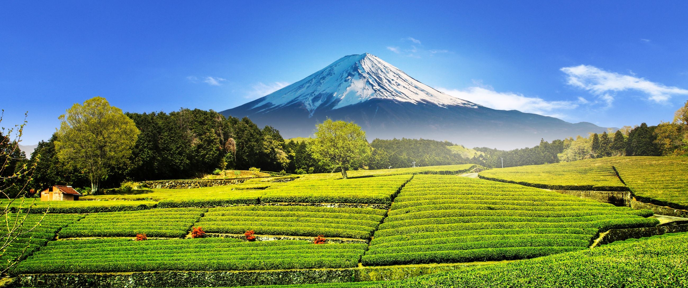 Shincha:  Saemidori en Yabukita wat is het verschil?