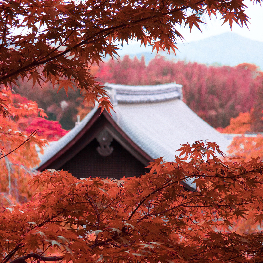 Stop een beetje Japan in jouw herfst