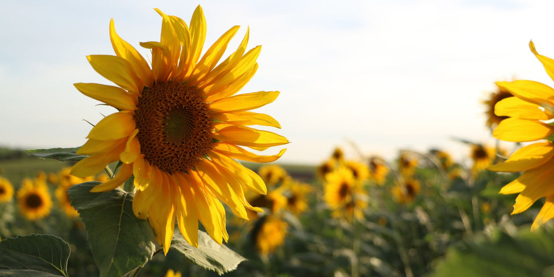 Nagenieten: hou je zomergevoel nog even vast.