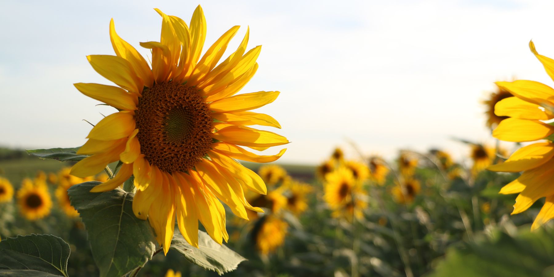 Nagenieten: hou je zomergevoel nog even vast.