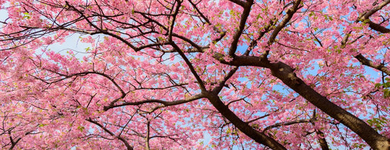 5 tips voor een lekkere picknick onder de sakura kersenbloesems
