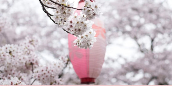 Sakura in bloei in Japan