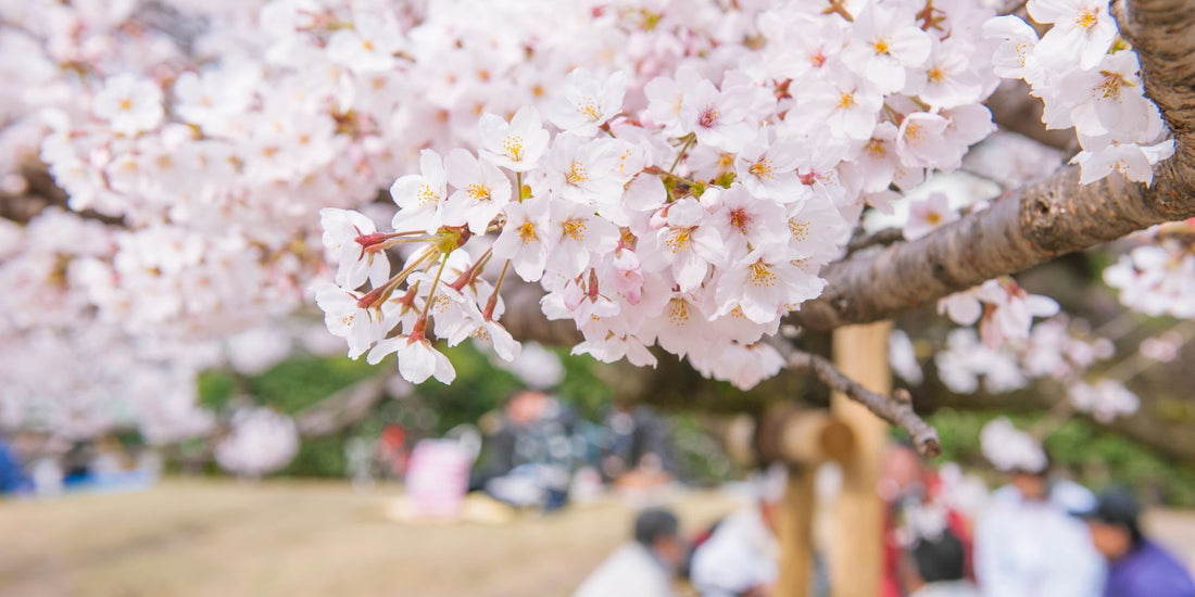 Hanami picknick recepten: 3 Japanse recepten voor een  picknick onder de bloesems