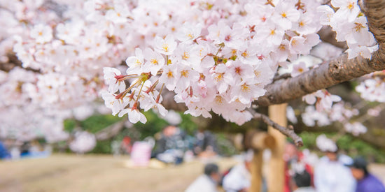 Hanami picknick recepten: 3 Japanse recepten voor een  picknick onder de bloesems