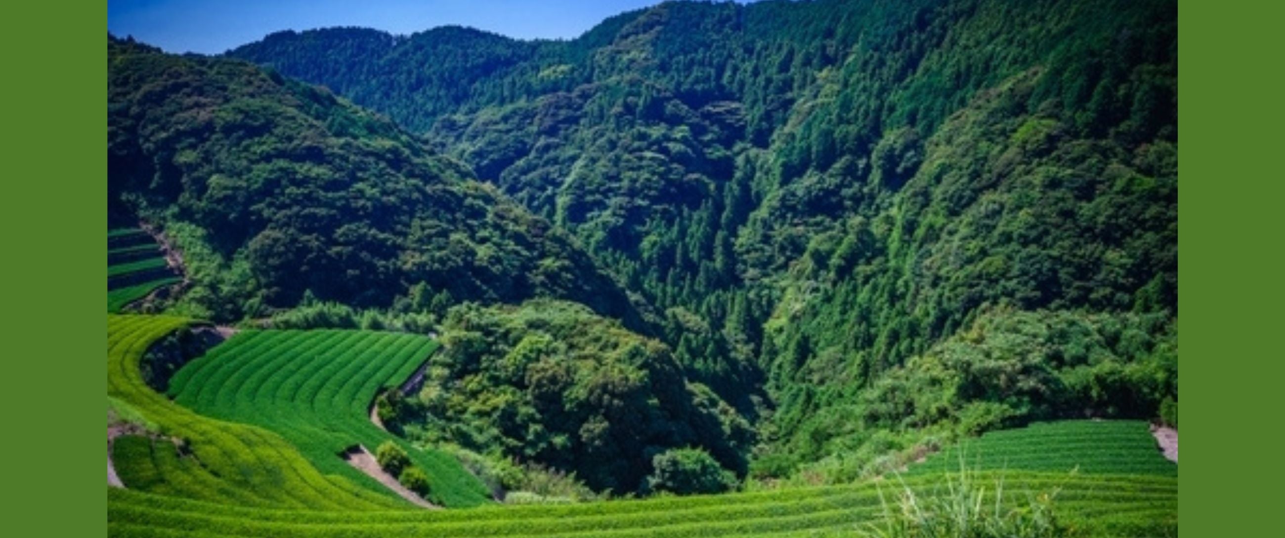 Tamaryokucha: een bijzondere groene thee uit Sonogi op Kyūshū
