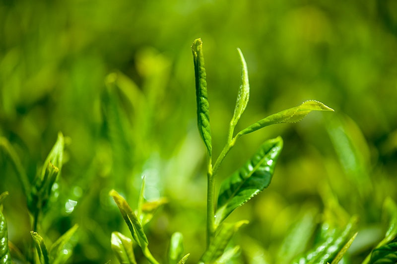 Japanse groene thee Tamaryokucha Oku uit Sonogi