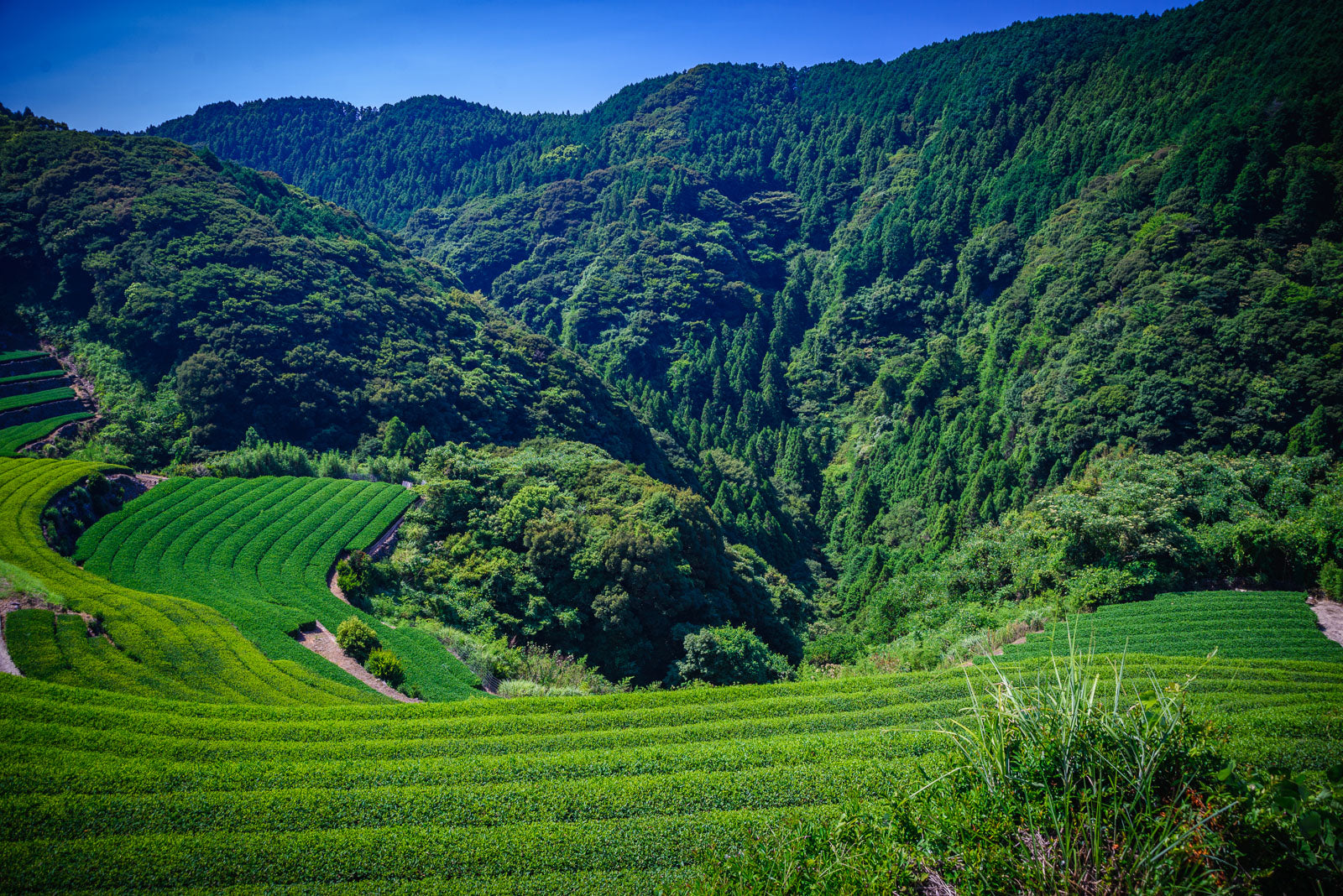 Japanse groene thee Tamaryokucha Yabu uit Sonogi