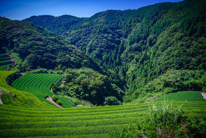 Japanse groene thee Tamaryokucha Yabu uit Sonogi